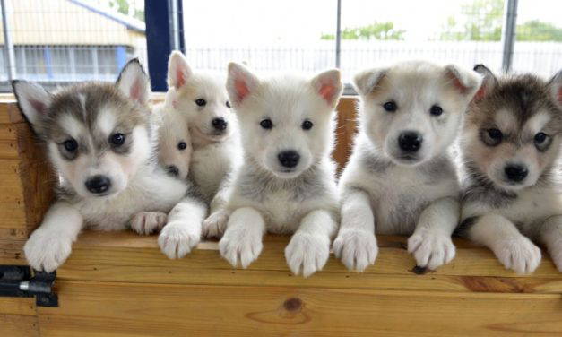 Creative Ideas For Promoting Your New Veterinary Practice